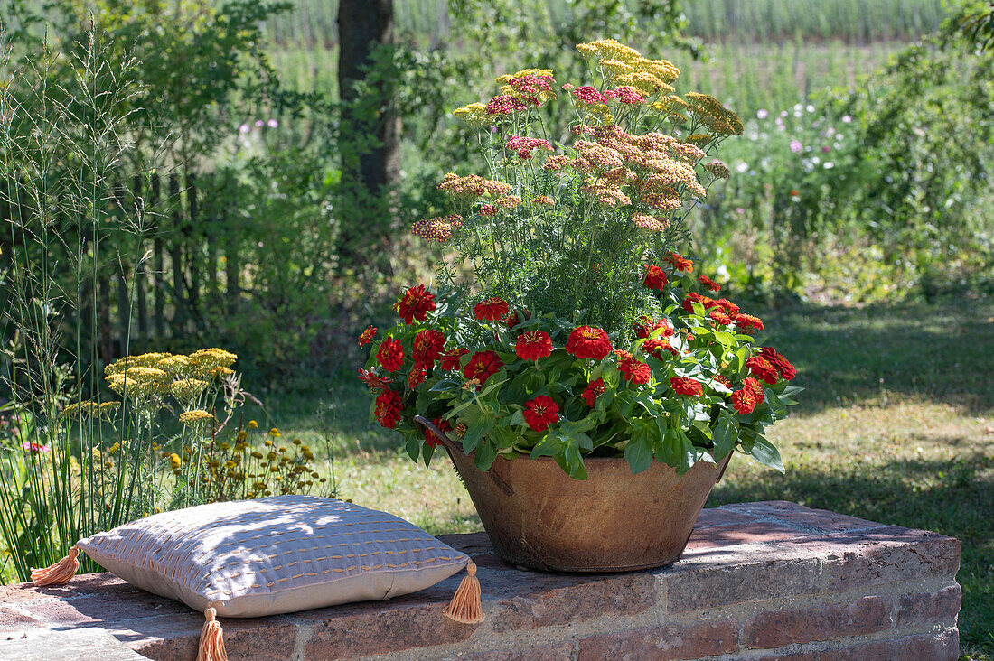 Schafgarbe 'Belle Epoque', 'Lachsschönheit', 'Helios' und Zinnien in Pflanzgefäß auf Gartenmauer