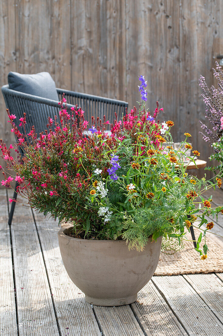 Sommerliche Kübelbepflanzung auf dem Balkon mit Prachtkerze 'Gambit Rose', einjährigem Rittersporn, Knorpelmöhre, Zinnien