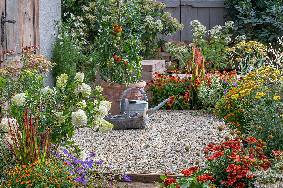 Tomatenpflanze im Kübel, davor Gießkanne und Korb mit Gartenutensilien auf sommerlicher Kies-Terrasse  mit Strauchhortensie 'Vanilla fraise', Prachtkerze, japanischem Blutgras 'Red Baron', Echinacea 'Kismet', 'Intense Orange', Kokardenblume 'Mesa Red' und Gewürztagetes