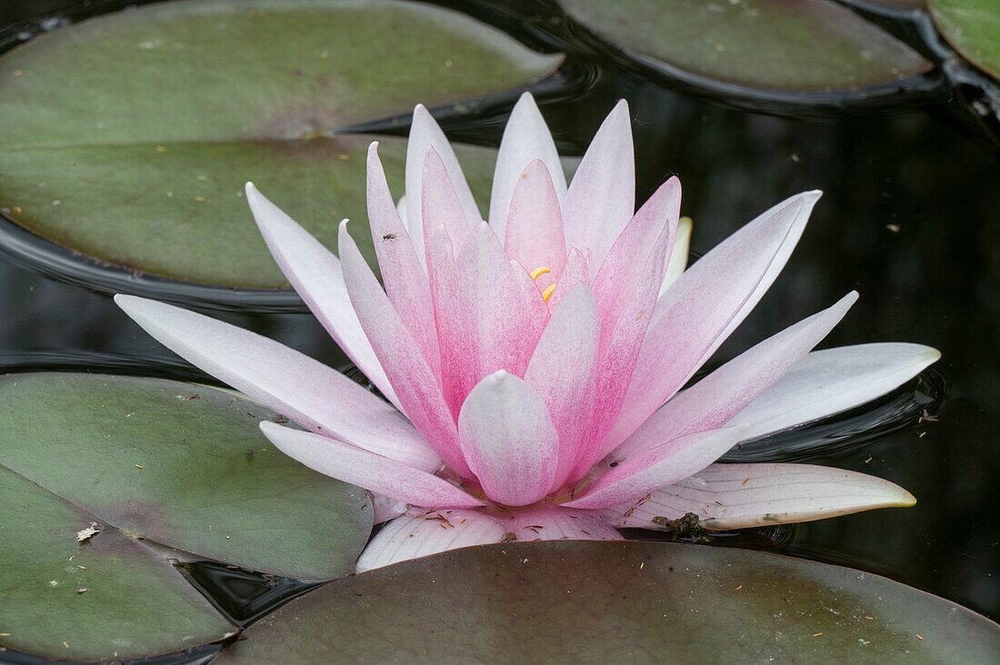 Seerosenblüte im Teich