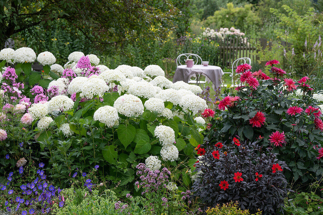 Ball hydrangea Hydrangea arborescens 'Annabelle', dahlia, phlox, cranesbill and sedum in a garden border