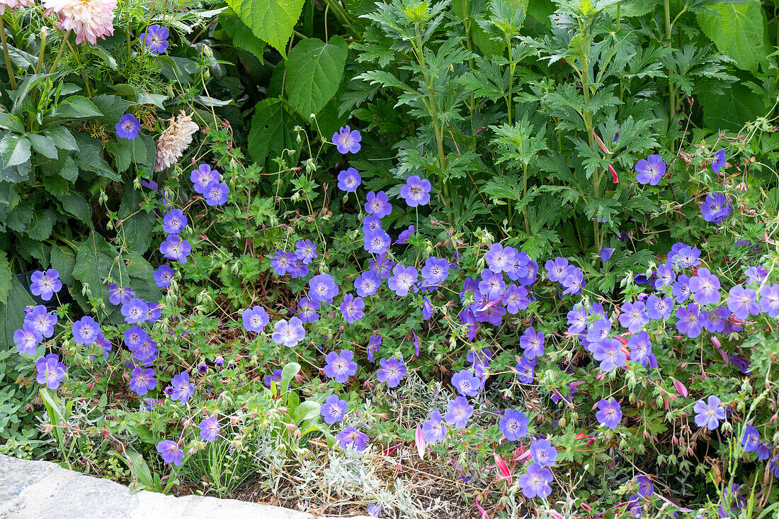 Cranesbill 'Rozanne' (Geranium) in the garden bed