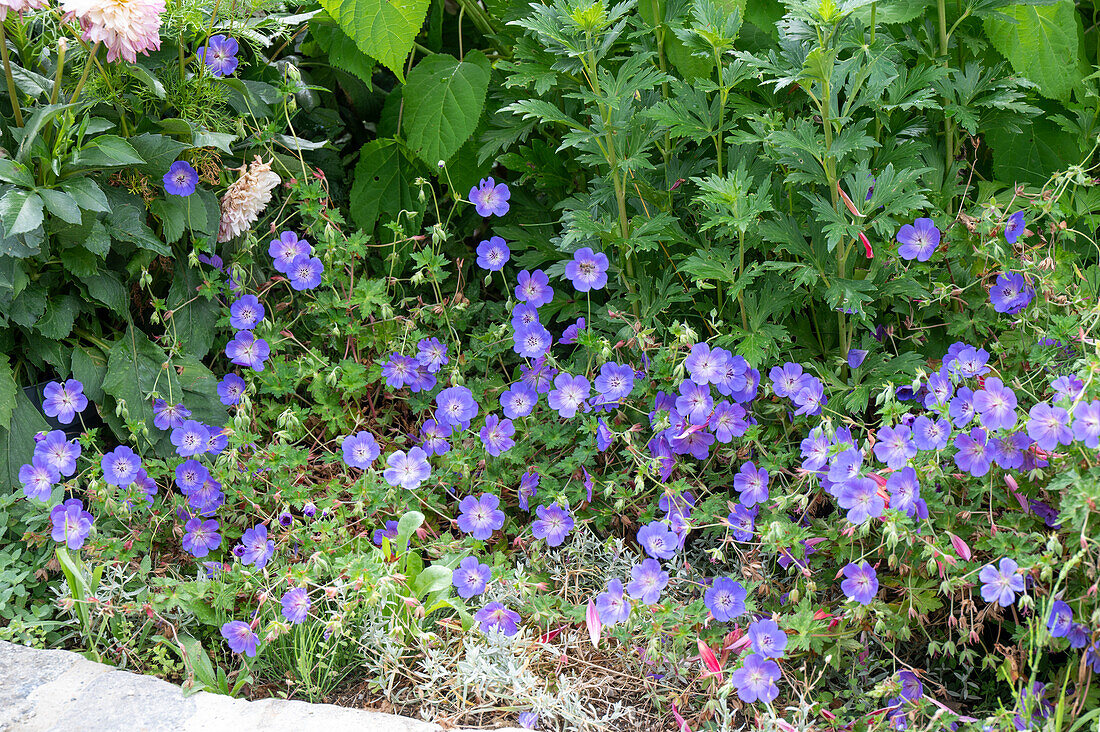 Storchschnabel 'Rozanne' (Geranium) im Gartenbeet
