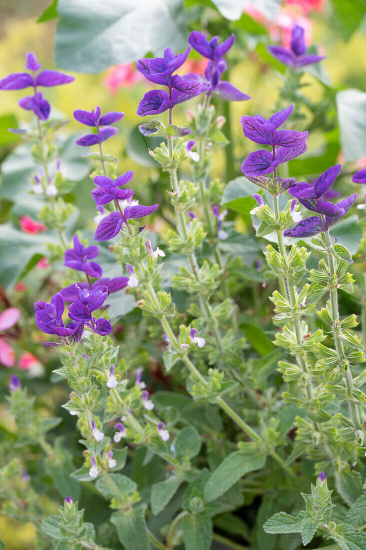 Blühender Buntschopf-Salbei (Salvia viridis) im Blumenbeet