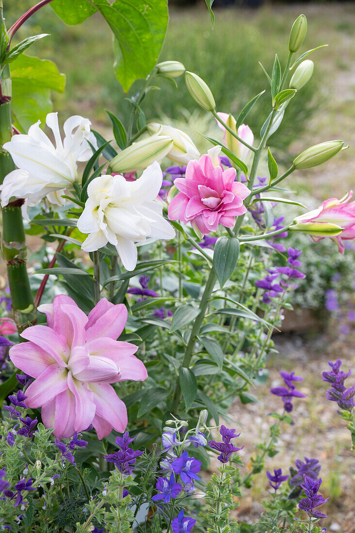 Lilien (Lilium) und blühender Buntschopf-Salbei (Salvia viridis) im Blumenbeet