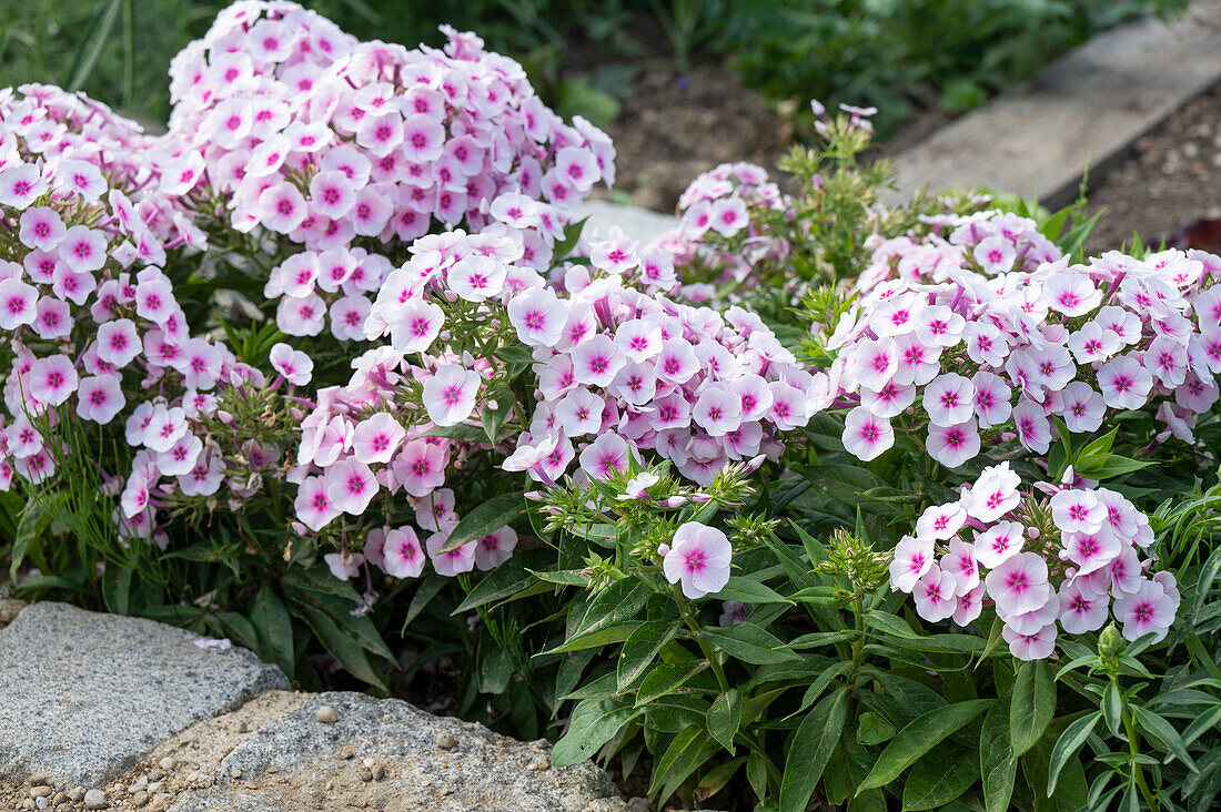 Pink blossoms of the flame flower (phlox) in the flowerbed