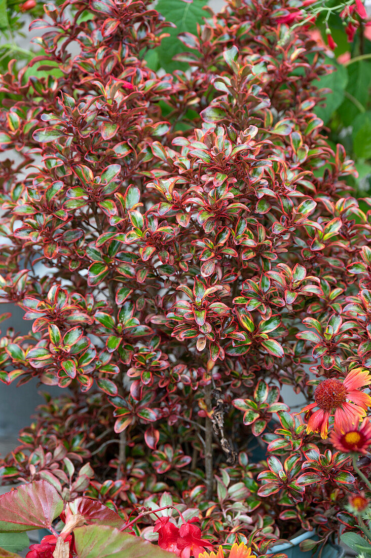 Bunte Blätter des Coprosma Strauches 'Red Ruby'