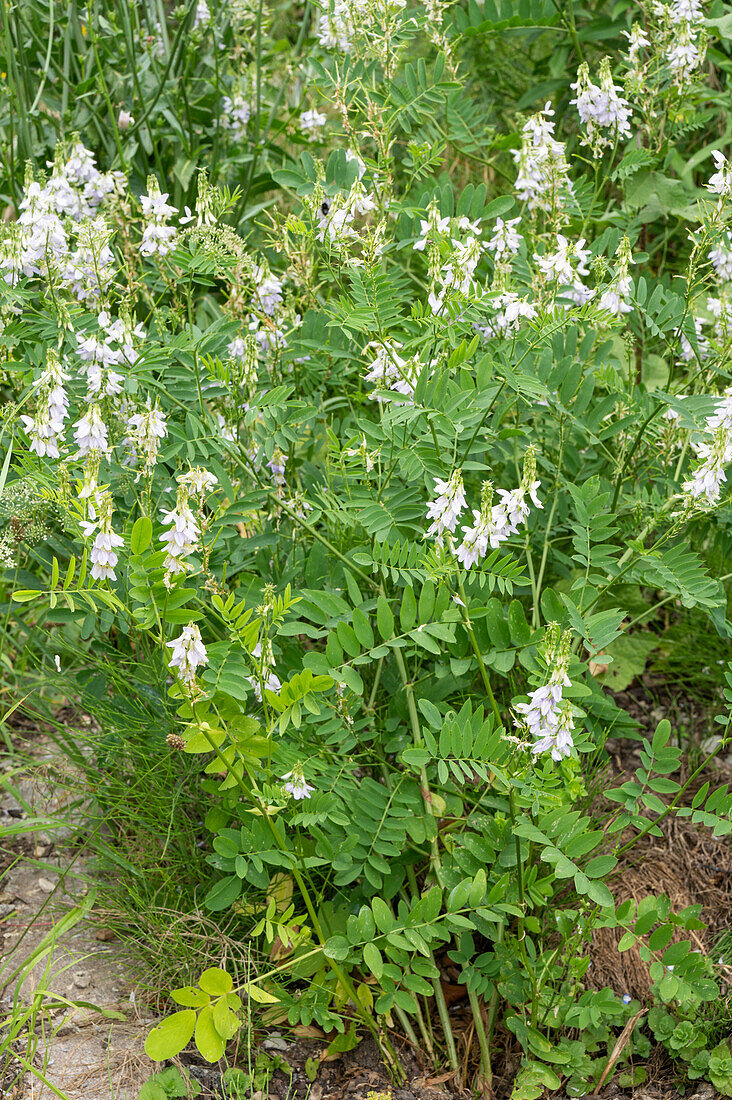 Flowering honeysuckle (Galega officinalis) in the garden