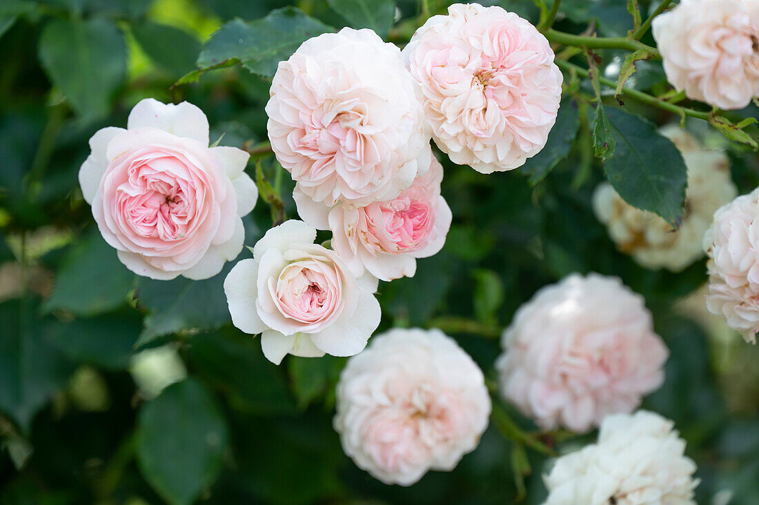 Rosa Blüten einer Strauchrose 'Félicité Parmentier' (Rosa alba), Close-up