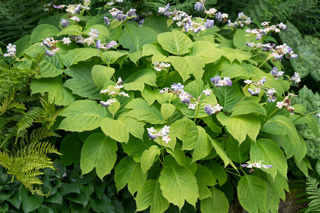 Blue false hydrangea (Deinanthe caerulea), flowering in a border