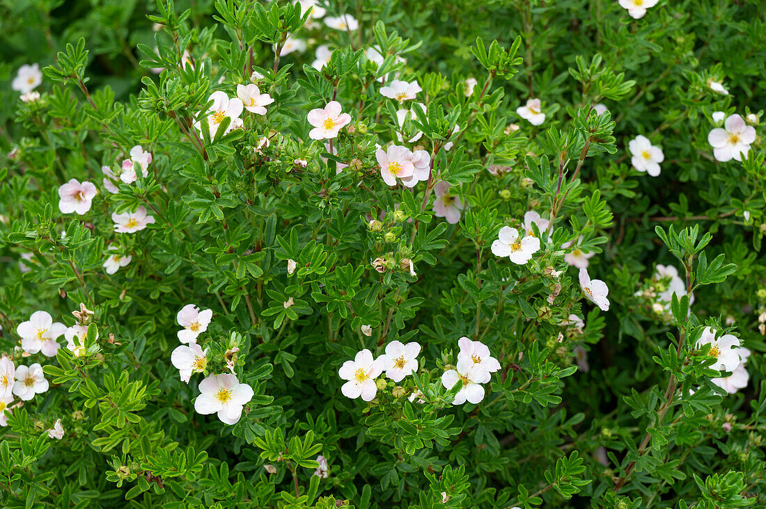 Blühender Fingerstrauch, (Potentilla fruticosa auch Dasiphora fruticosa)