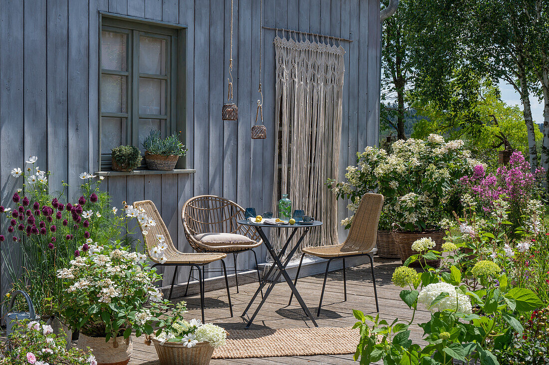 Sommerlicher Terrassenplatz mit Kübelpflanzen mit Hydrangea 'Early Sensation', Kugellauch, Flammenblume 'Landhochzeit', Kosmeen