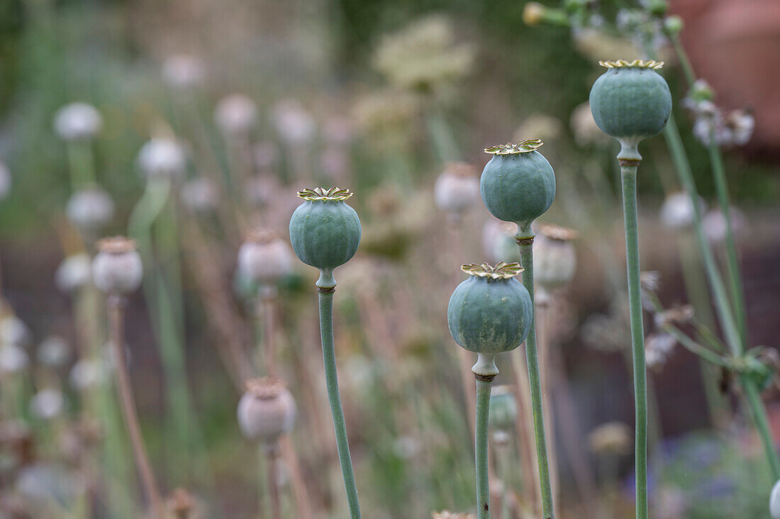 Schlafmohnkapseln im Beet (Papaver Somniferum)