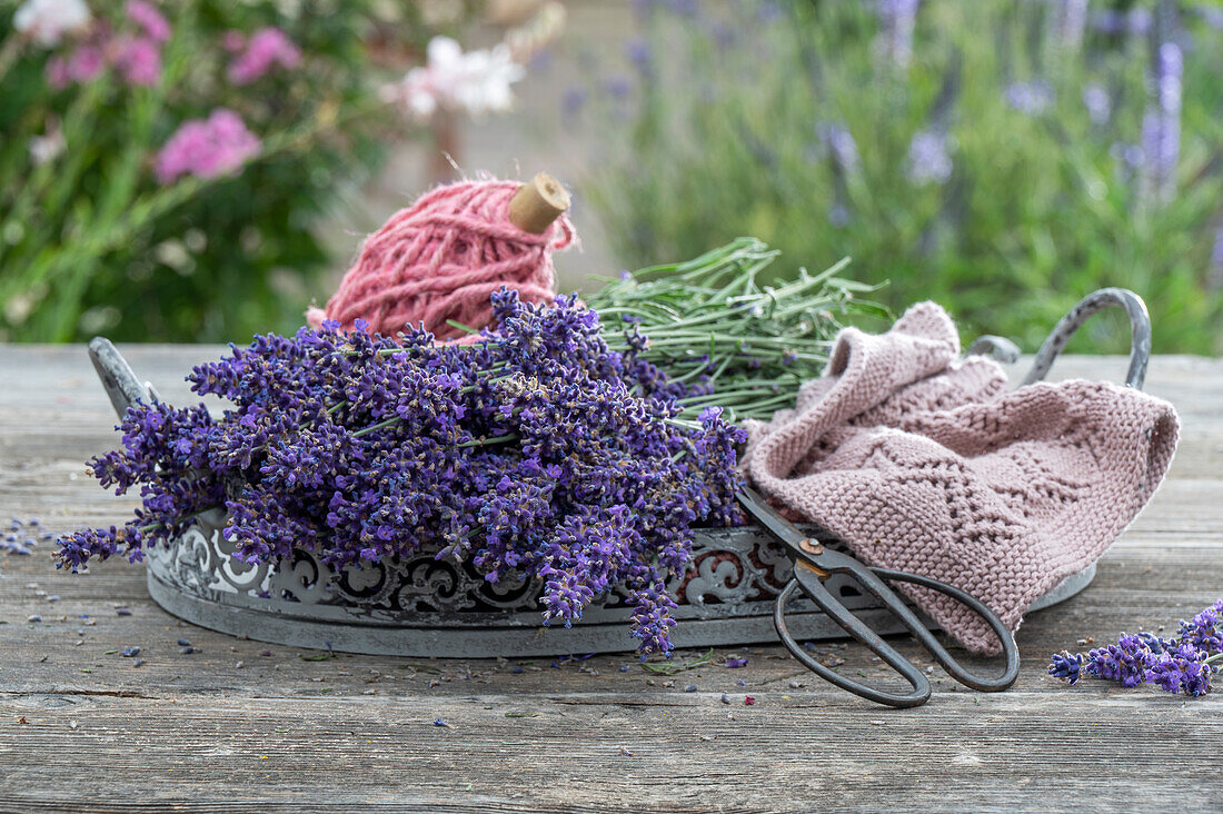 Frisch geschnittener Lavendel mit Schere und Garnrolle auf Holztisch