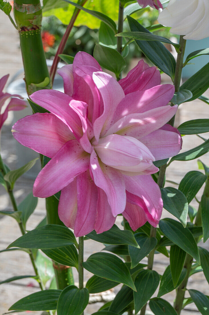 Pink lily blossom Lilie (Lilium) Lotus Double Oriental Collection (Close Up)