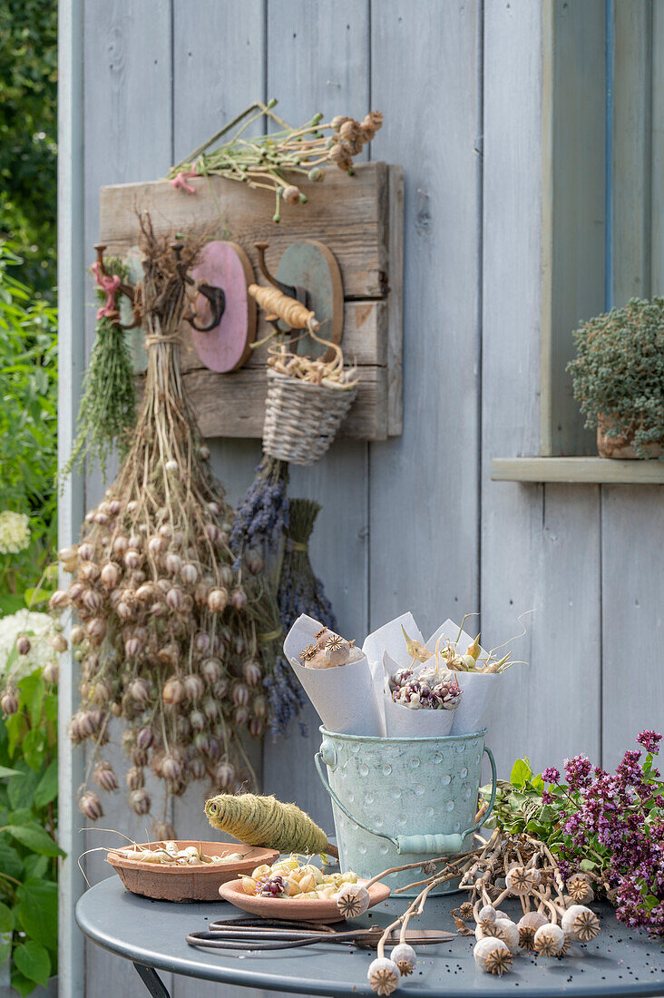 Samenstände zur Saatgutgewinnung auf Gartentisch und aufgehängt als Sträuße an Hakenleiste von Samenstände sammeln zur Saatgutgewinnung von Samenstände und Sträuße zum Trocknen aufgehängt an Hakenleiste auf Terrasse von Jungfer im Grünen, Mohn, Bergbohnenkraut, Lavendel, Oregano, Knoblauch, Luftknoblauch, Radieschen, schwarzer Rettich und Kichererbsen