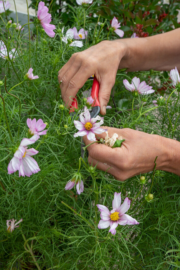 Verblühte Kosmeen ausschneiden um die Nachblüte anzuregen