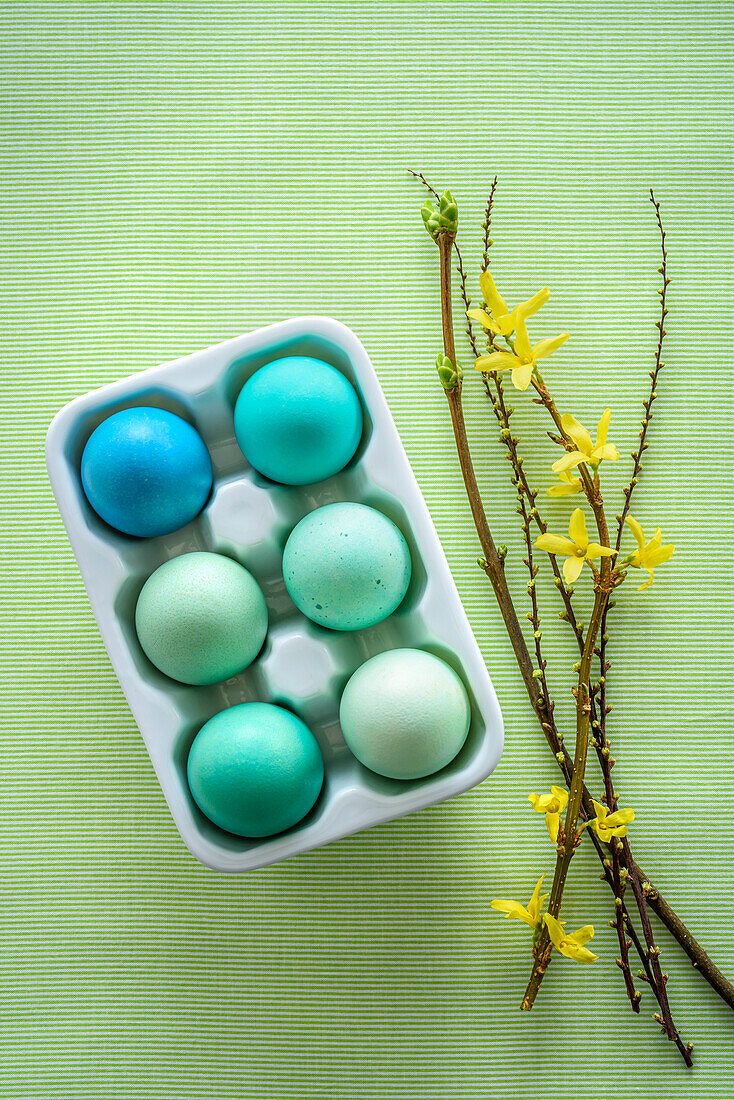 Blau und grün gefärbte Ostereier in Eierschachtel und Forsythien-Zweige