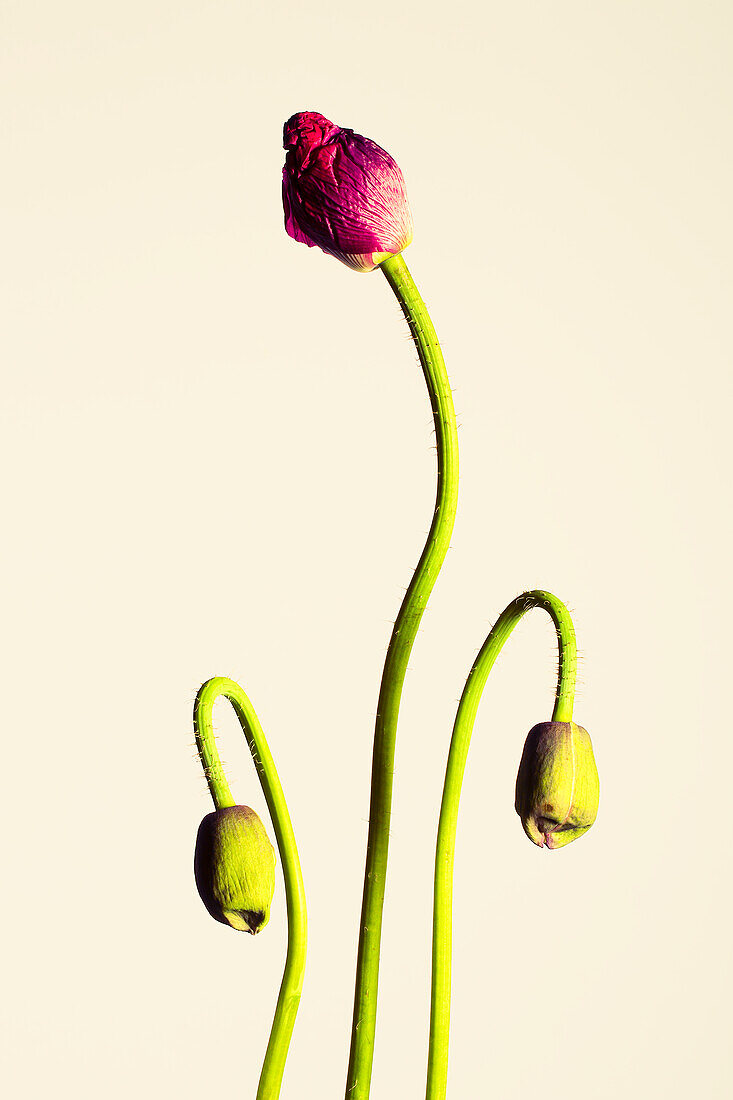 Poppy blossoms against a light background (Papaver)