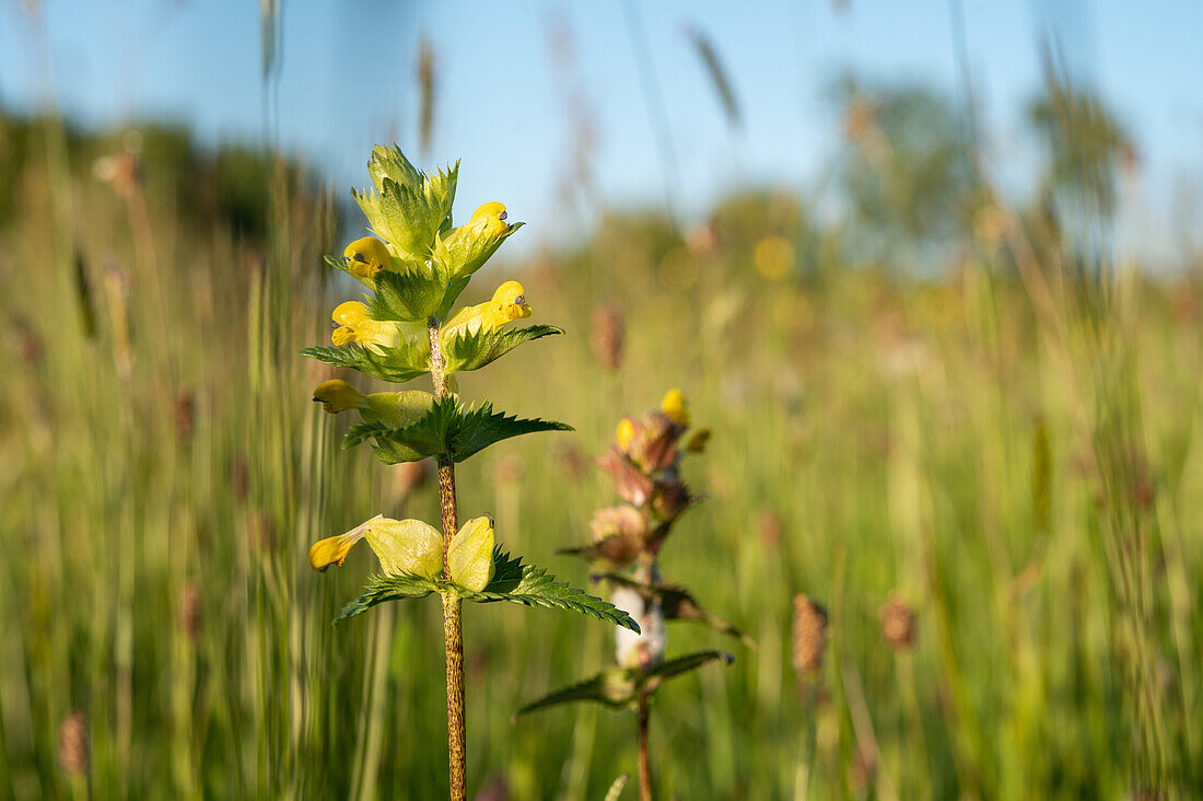 Yellow rattle (Rhinanthus minor) in flower