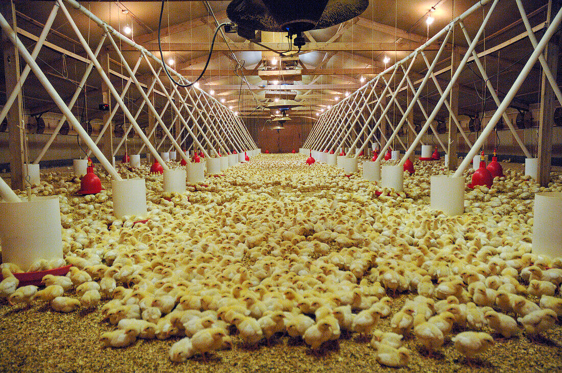 Chicks in barn