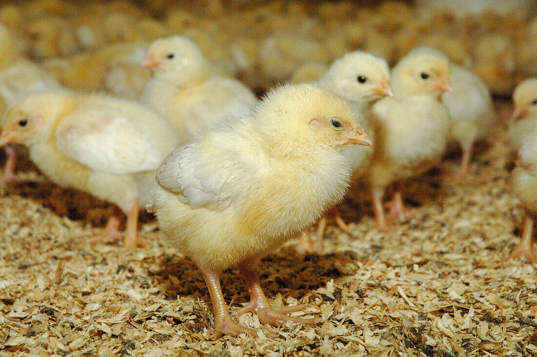 Chicks in barn