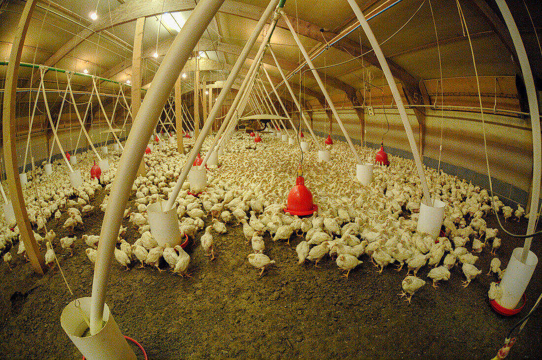 Chickens in a barn