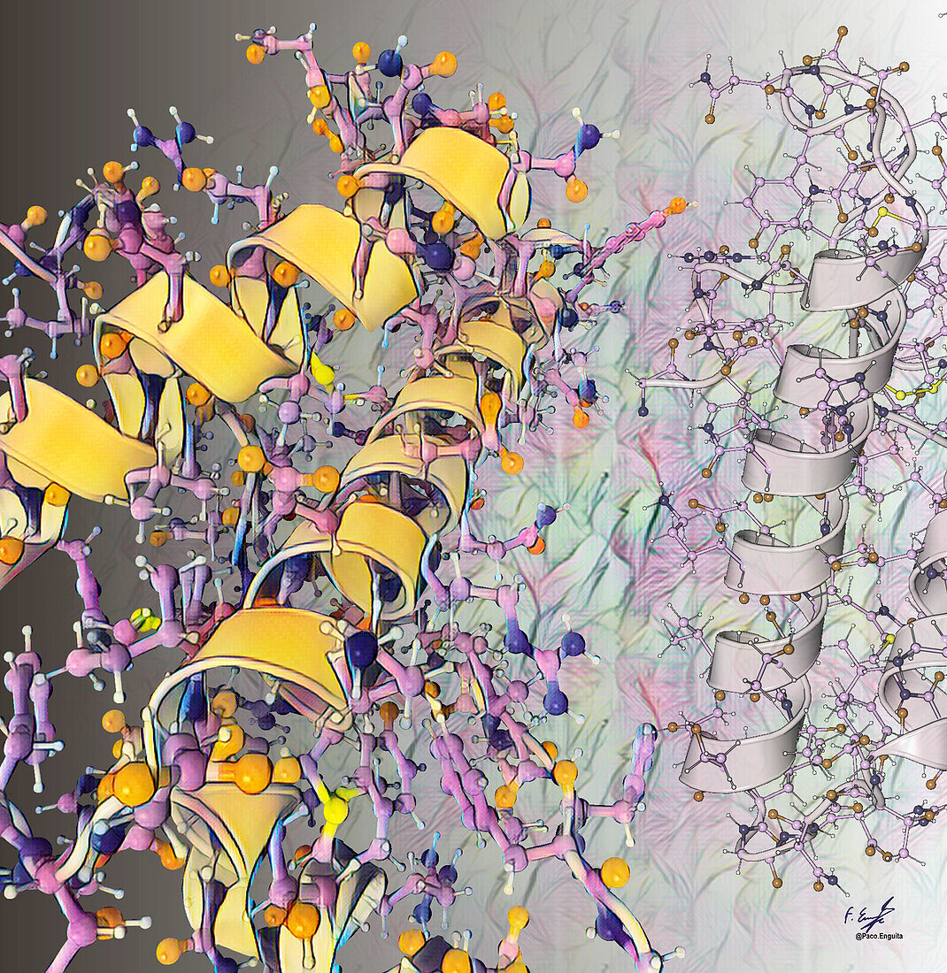 Bovine prion protein fragment, illustration