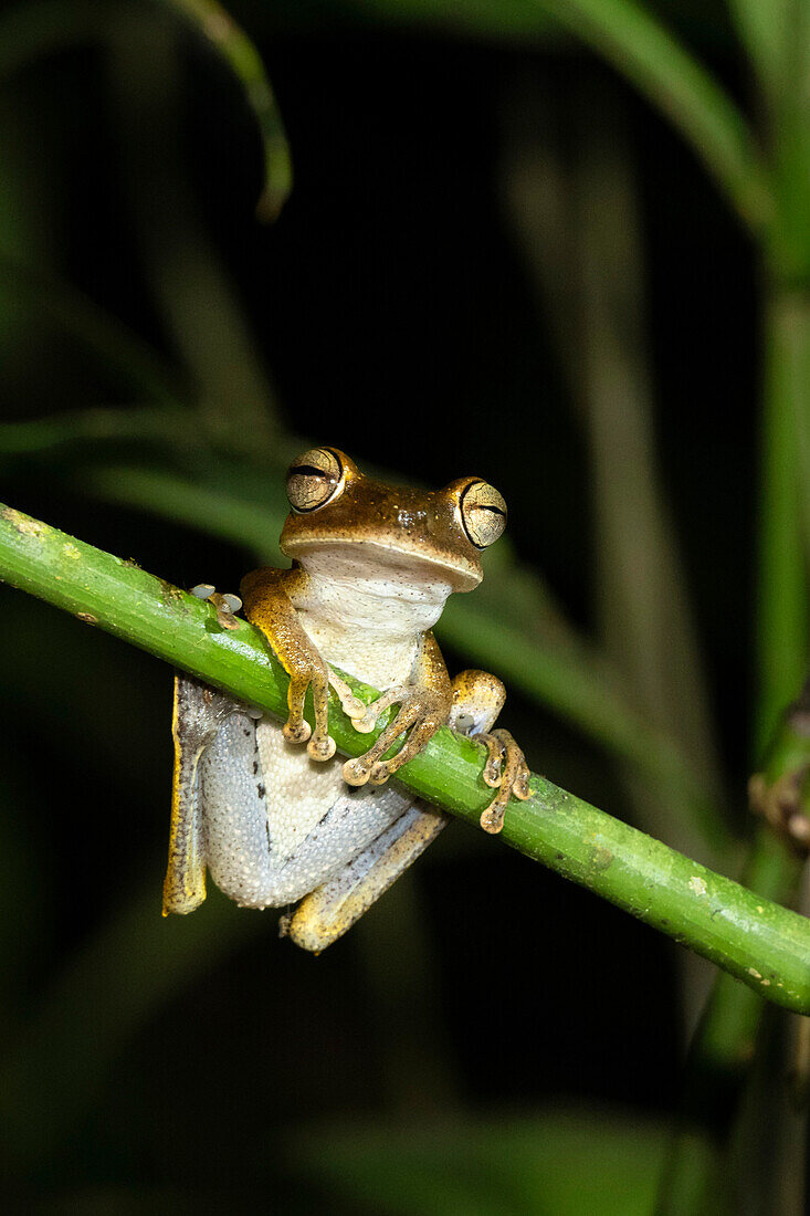 Canelos tree frog