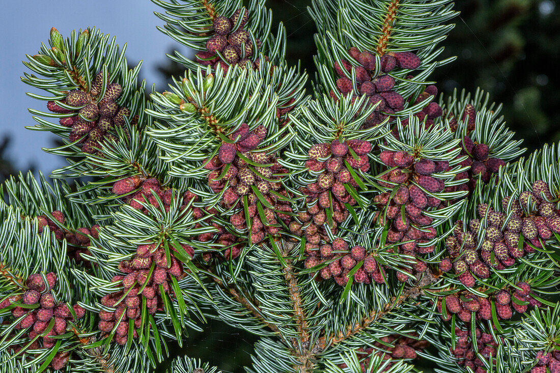 King Boris fir (Abies boris-regii) male flowers
