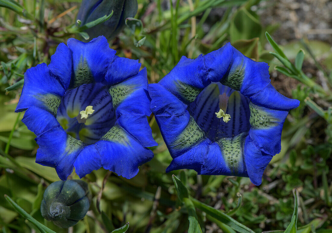 Pyrenean trumpet gentian (Gentiana occidentalis) in flower