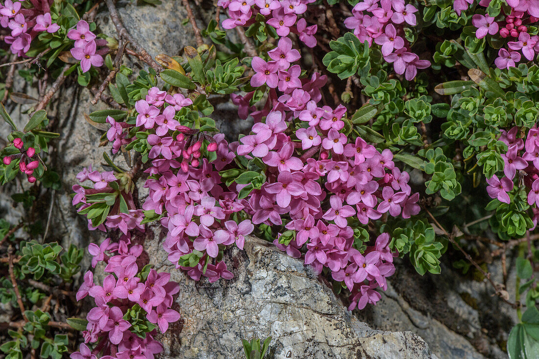 Garland flower (Daphne cneorum)