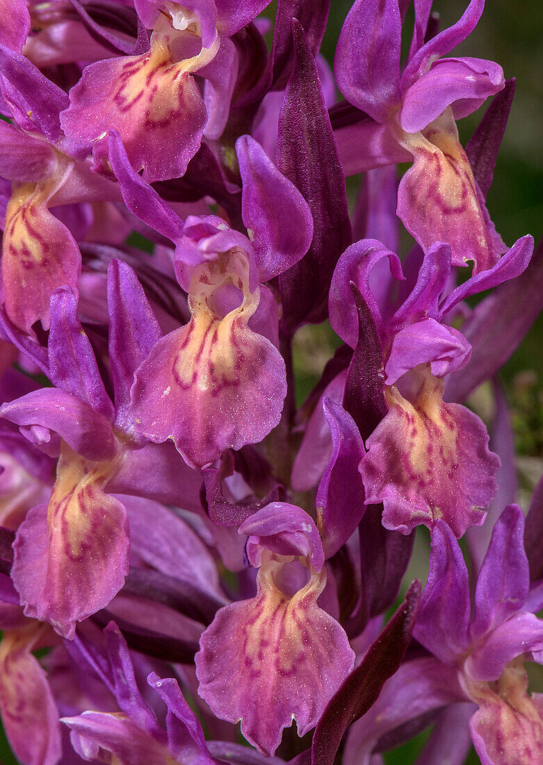 Elder-flowered orchid (Dactylorhiza sambucina) flowers