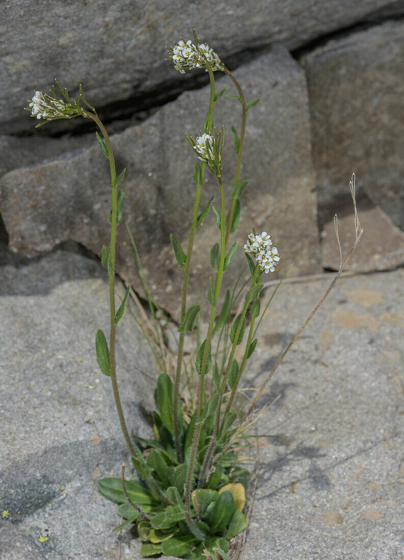 Fringed rockcress (Arabis ciliata) in flower and fruit