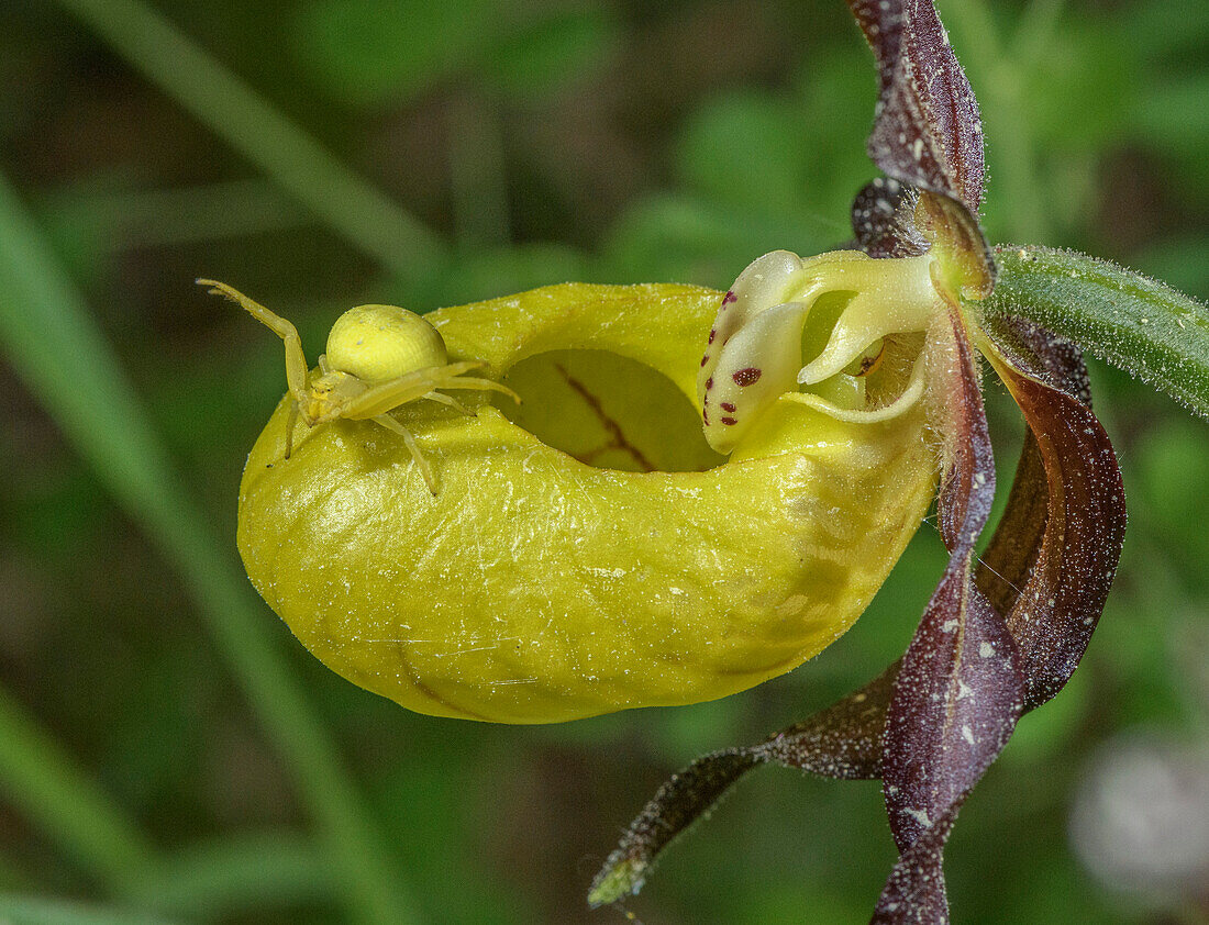 Crab spider camouflaged on lady's slipper orchid