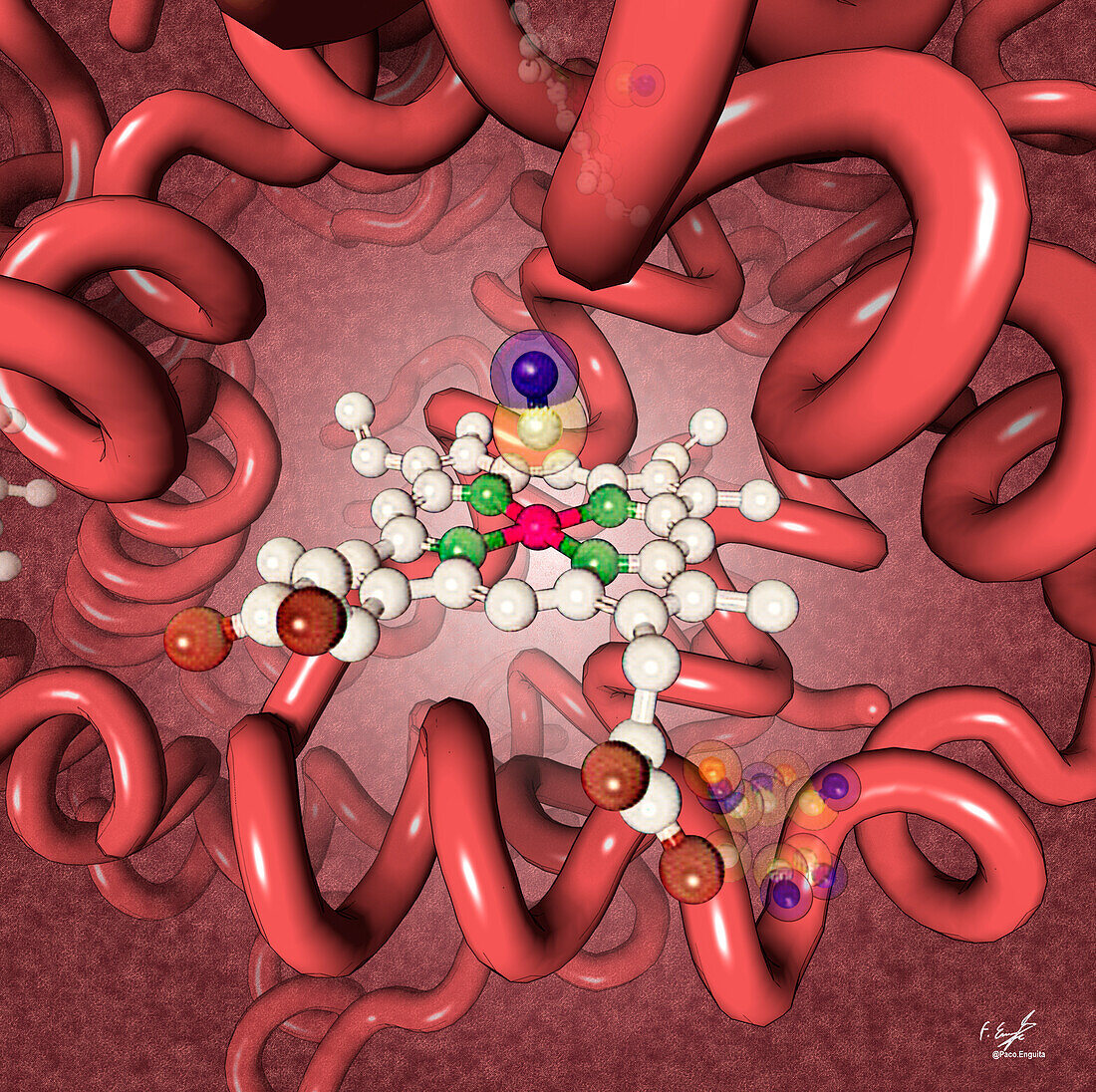 Haemoglobin subunit, illustration