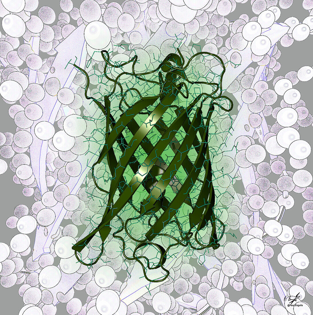 Green fluorescent protein, illustration