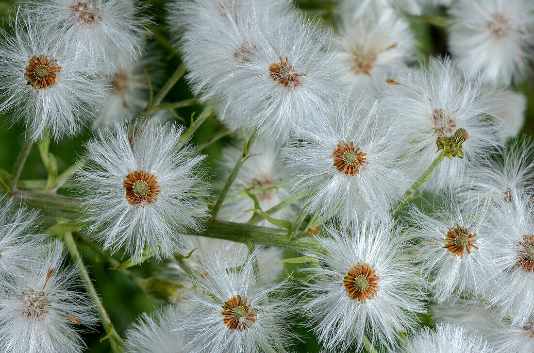 White butterbur (Petasites albus) in fruit