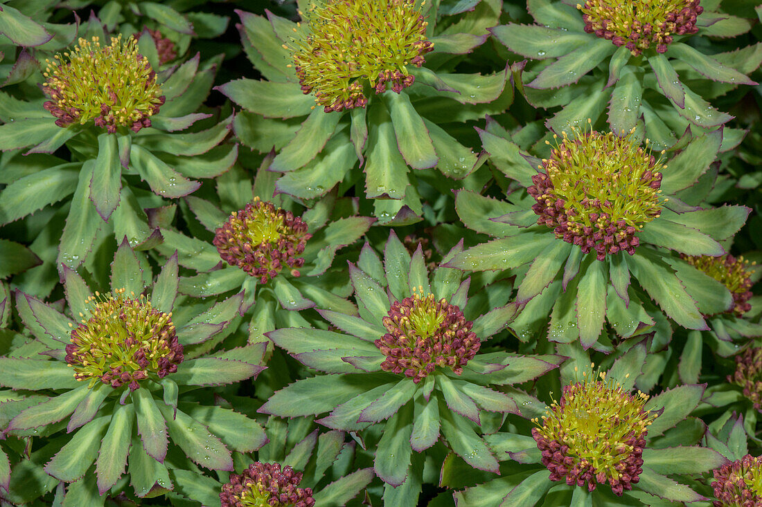 Rose root (Sedum roseum) coming into flower