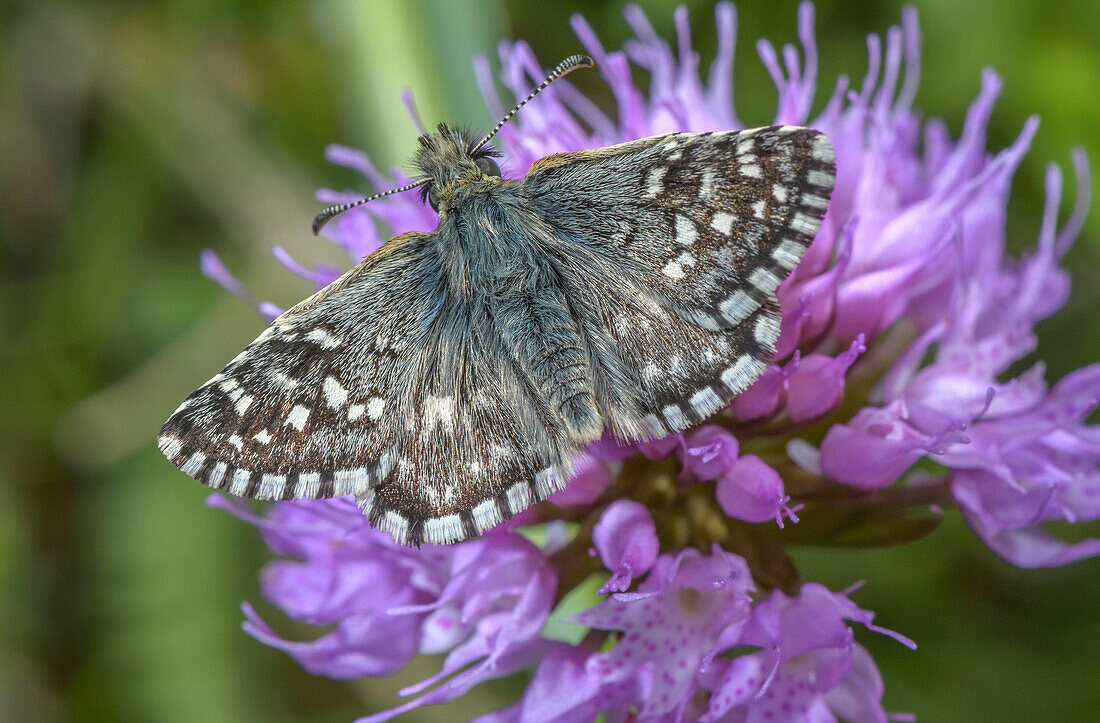 Southern grizzled skipper on round headed orchid