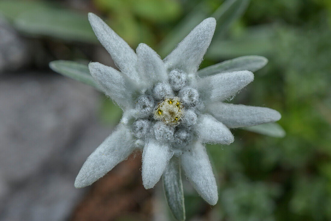 Edelweiss (Leontopodium nivale) in flower