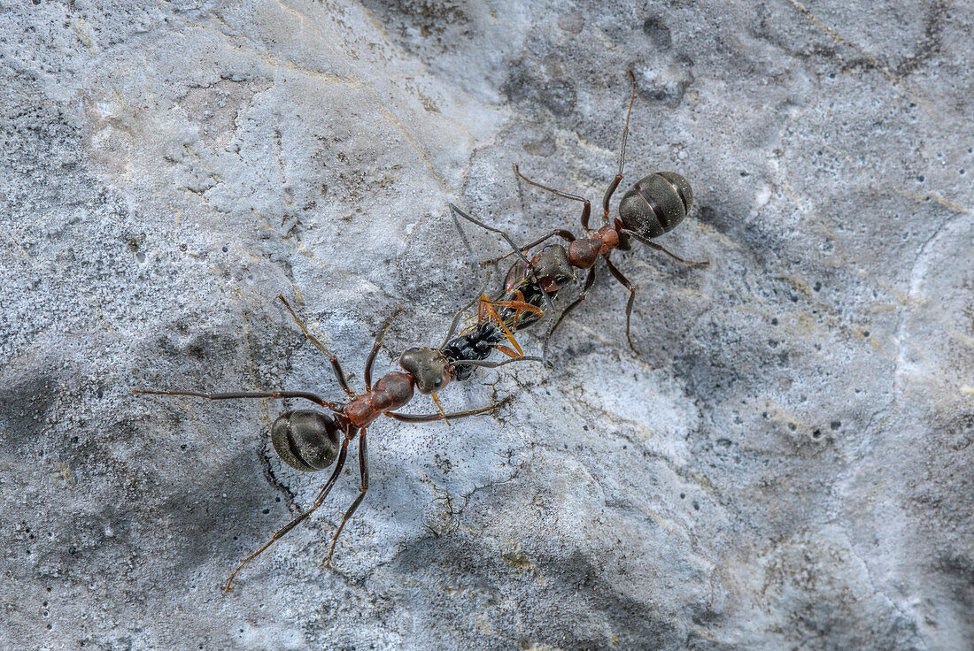Southern wood ant carrying prey