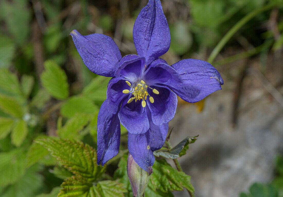 Einsel's columbine (Aquilegia einseleana) in flower