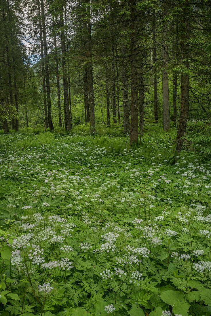 Humid spruce woodland with chervil