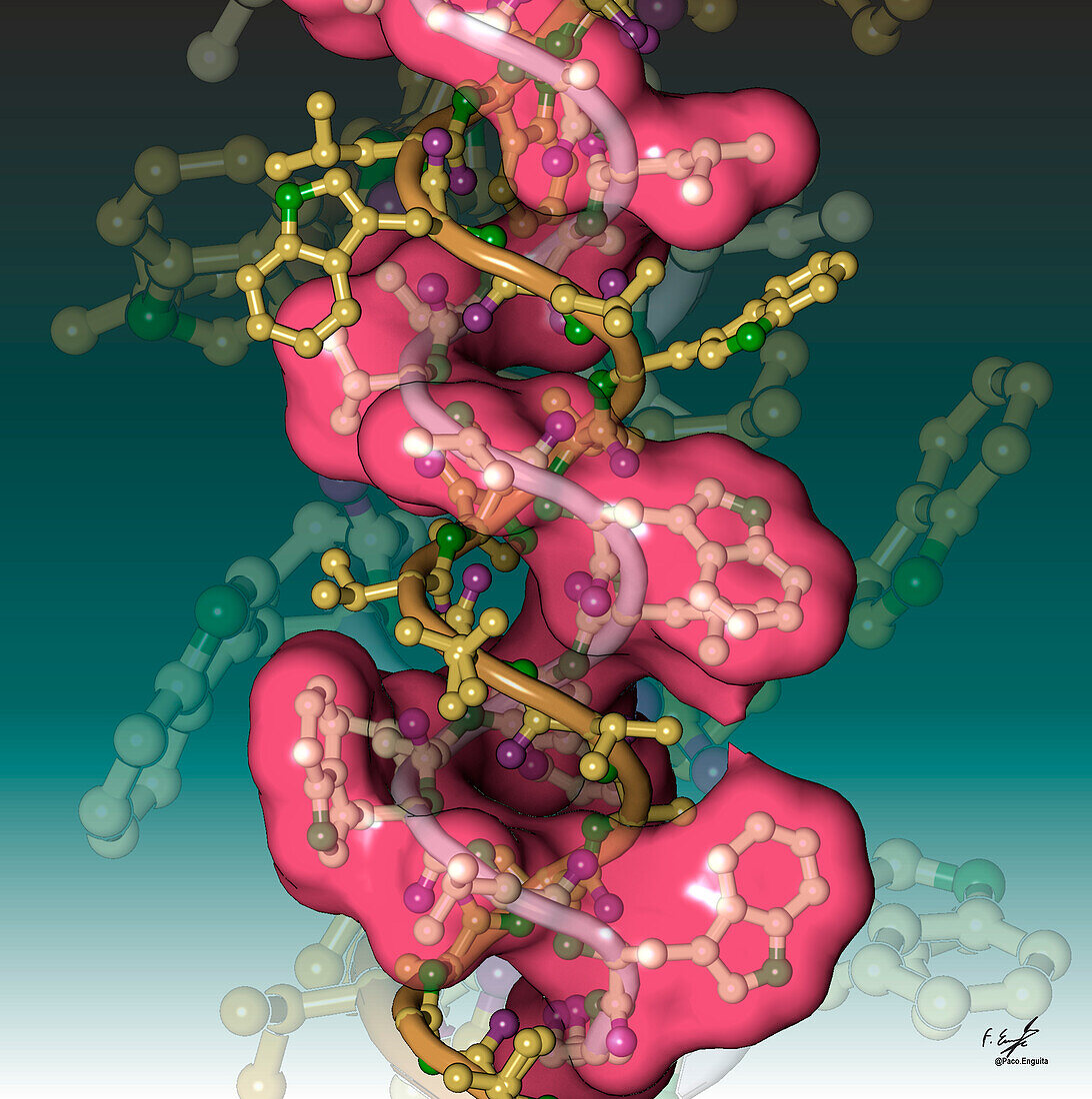 Gramicidin antibiotic molecule, illustration