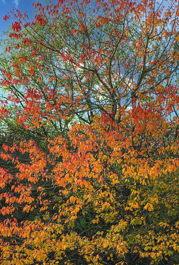 Cherry (Prunus serrulata 'Kanzan') tree in autumn