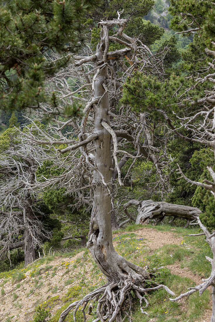 Ancient mountain pine (Pinus mugo ssp. Uncinata)