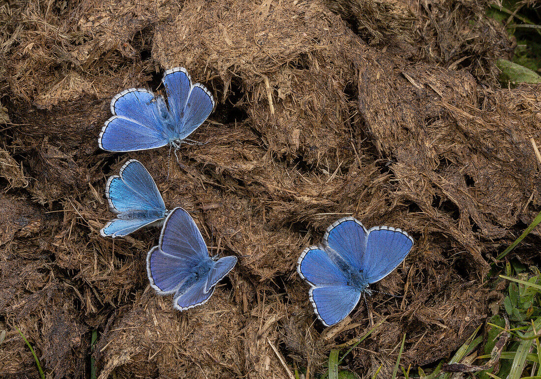 Male Adonis blue butterflies feeding on cow manure
