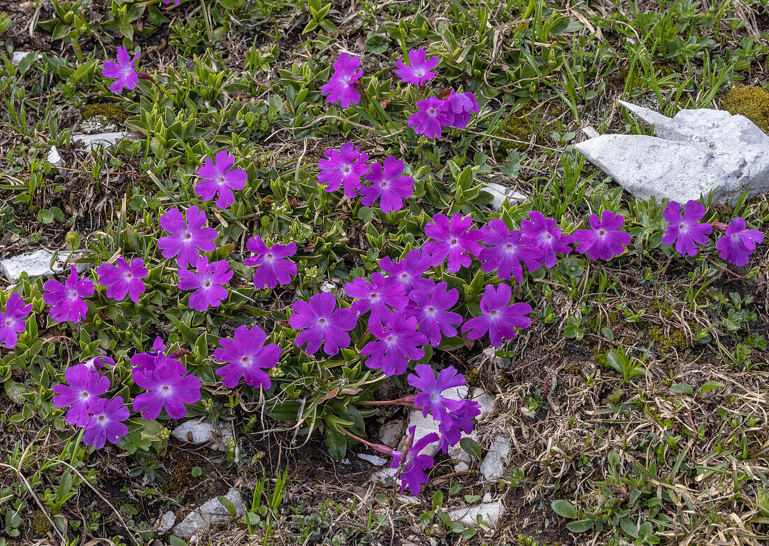 Wulfen's primrose (Primula wulfeniana) in flower