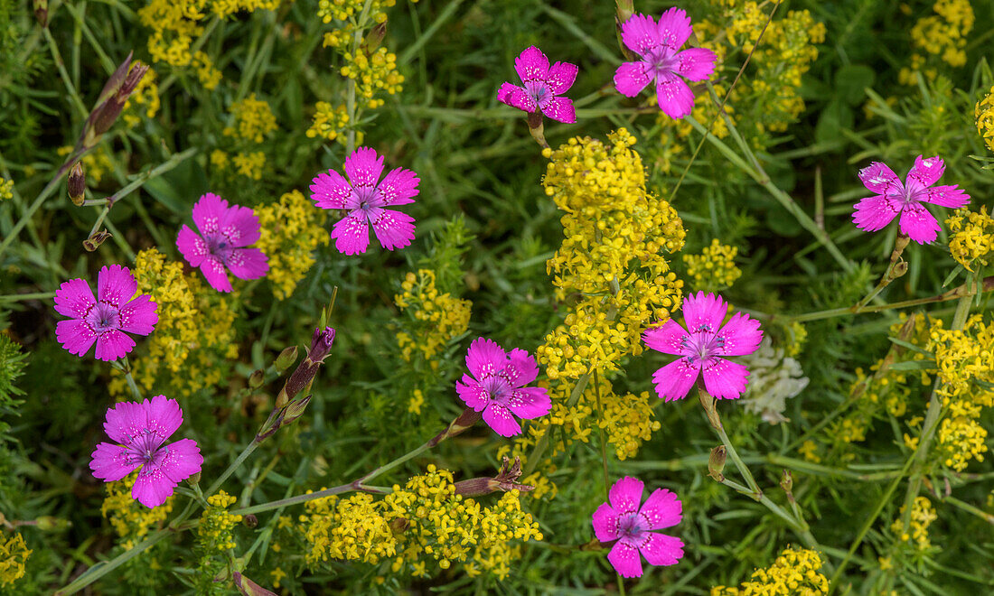 Maiden pink and lady's bedstraw in flower